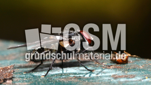 Graue Fleischfliege (1).jpg